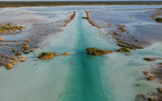 Bacalar jungle