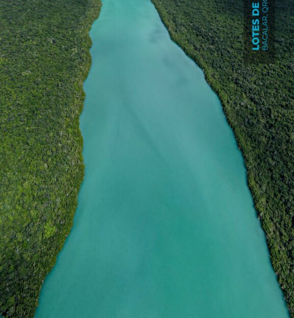 Bacalar Jungle