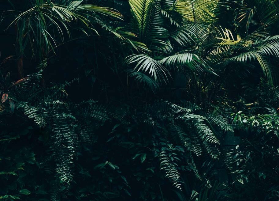 Xacan Residential lots in Tulum