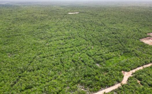 Valamná – Exclusive Lots for Sale in the Mayan Jungle