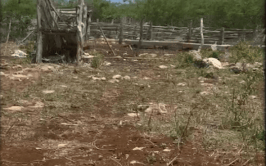 190-Acre Ranch for Sale in Yucatán | Exceptional Land Investment Opportunity in Mexico