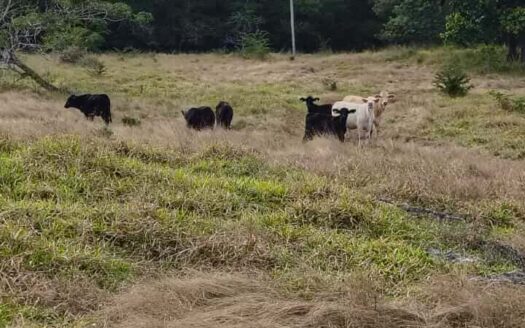 17.3-Acre Commercial Development Land for Sale in Tizimín, Yucatán